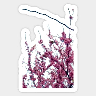 parrots and blossom Sticker